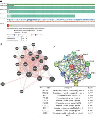 Upregulation of Ferroptosis-Related Fanconi Anemia Group D2 is a Poor Prognostic Factor and an Indicator of Tumor Immune Cell Infiltration in Lung Adenocarcinoma